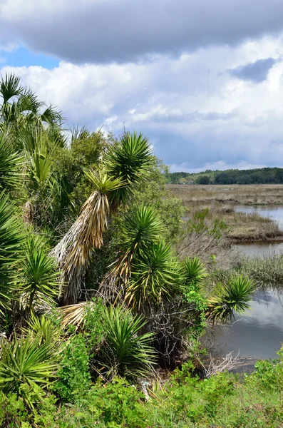 Palma de yuca en el pantano — Foto de Stock