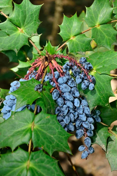 Holly niebieski jagody — Zdjęcie stockowe