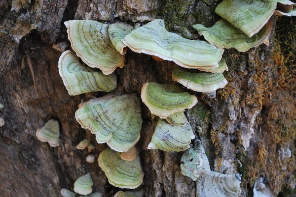 Formes lichens sur le tronc — Photo