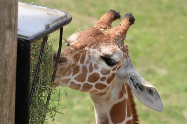 Giraffe enjoying a meal — Stock Photo, Image