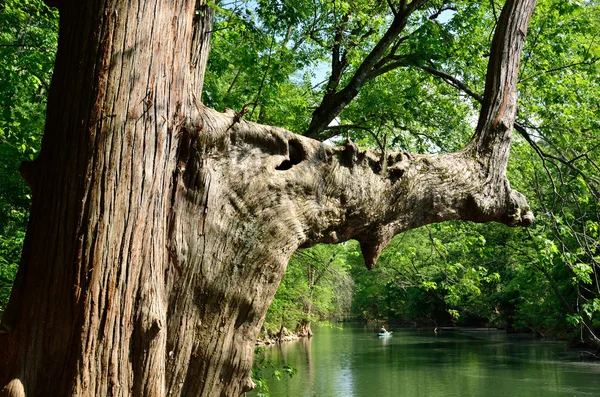 Большой кипарис на берегу реки — стоковое фото