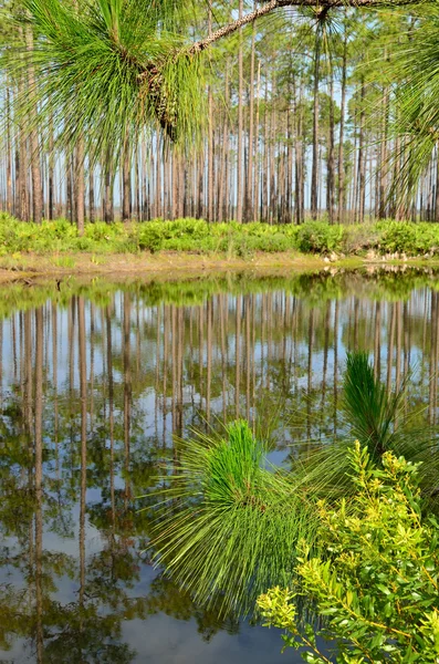 Lagoa em Swamp Island Drive — Fotografia de Stock