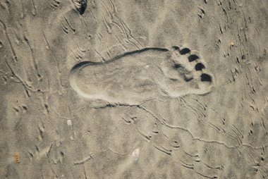 Beach accepts birds and man's foot prints clipart