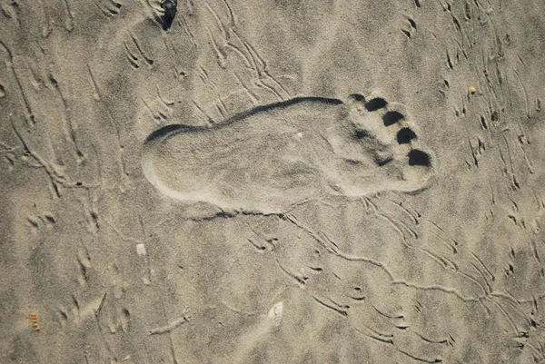 Παραλία δέχεται πτηνών και του ανθρώπου πόδι εκτυπώνει Εικόνα Αρχείου