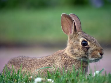 Brown rabbit in a field clipart