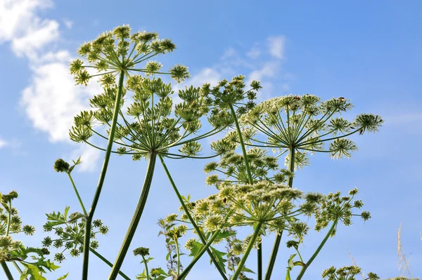 stock image Flower under the open sky