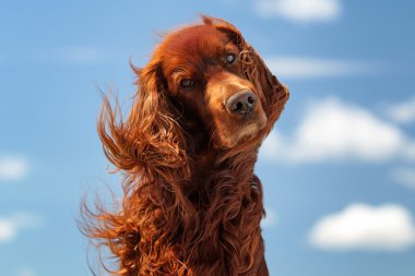 gökyüzü üzerinde kırmızı köpek