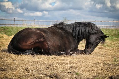 Black horse lying on the straw clipart