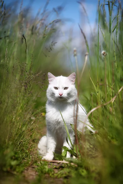 Rode hond op skywitte kat in gras — Stockfoto