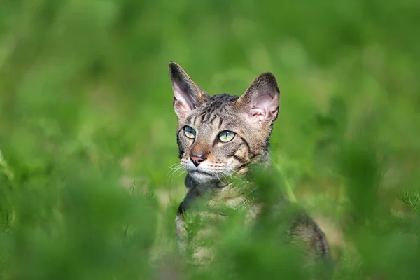 Gray cat in grass — Stock Photo, Image