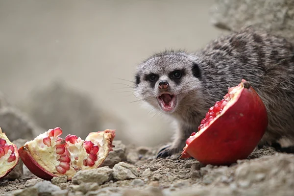Meerkats comem uma romã — Fotografia de Stock