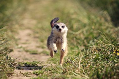 Meerkats run clipart