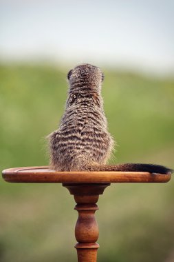 Meerkats on table clipart