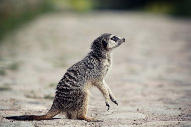 meerkat bir kayada anlamına gelir.