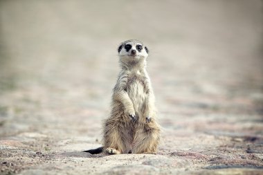 Meerkat sit clipart