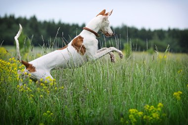 Ibizan Hound dog fun clipart