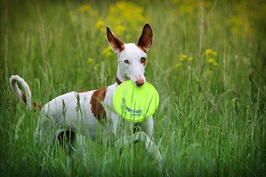 Dog play frisbie clipart