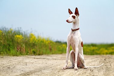 ibizan av köpeği