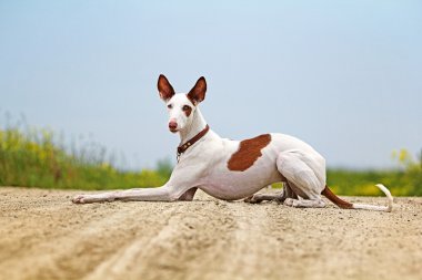 Ibizan Hound dog clipart