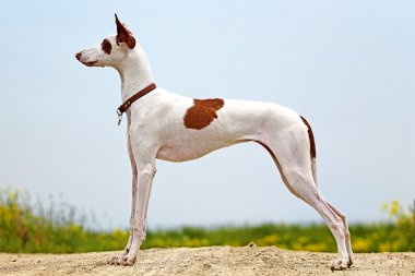 Ibizan Hound dog stand clipart