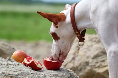 Dog eat pomegranate clipart