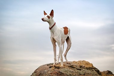 Ibizan Hound dog clipart