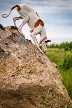 ibizan av köpeği