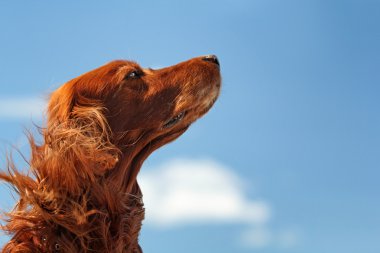 gökyüzü üzerinde kırmızı köpek