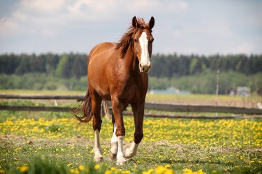 Red horse clipart