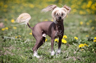 Chinese crested dog clipart