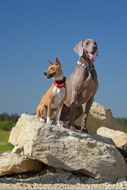 Basenjis and Weimaraner dogs clipart