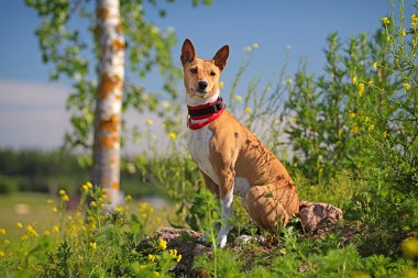 basenjis köpek