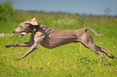 Weimaraner köpek