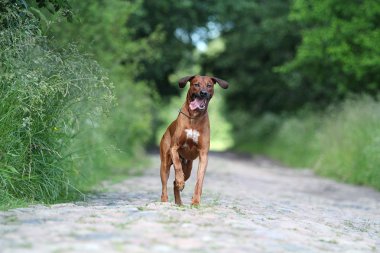 Rhodesian Ridgeback dog clipart