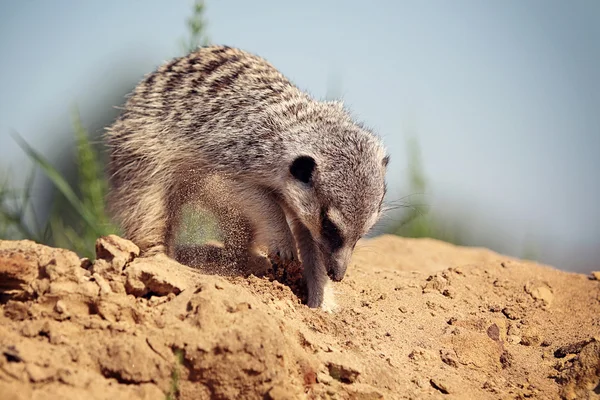 Meerkat 파고 모래 — 스톡 사진