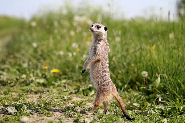 Meerkat stands on a rock — Stock Photo, Image