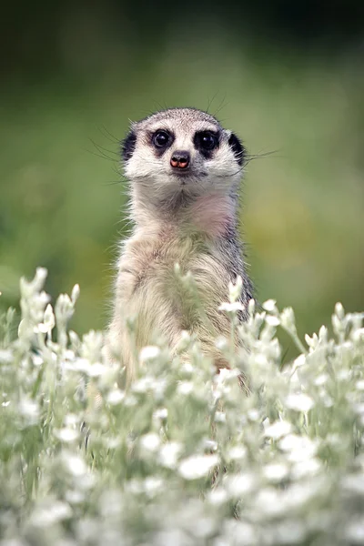 Meerkat, regarde-toi — Photo