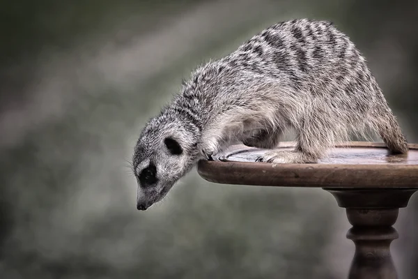 Meerkats en la mesa — Foto de Stock