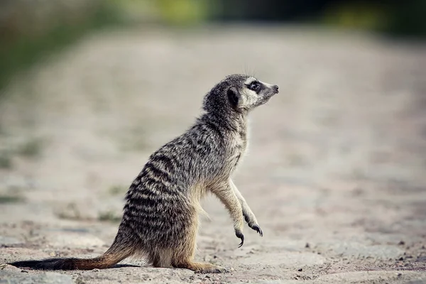 Meerkat stoi na skale — Zdjęcie stockowe