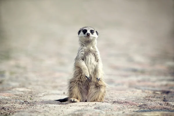 Meerkat sente-se — Fotografia de Stock