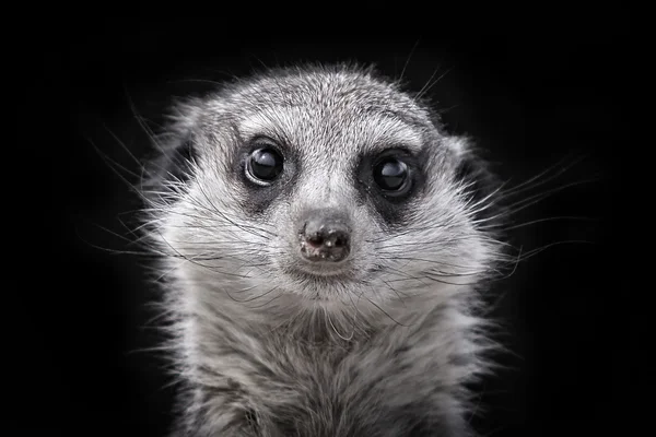 Meerkats head — Stock Photo, Image