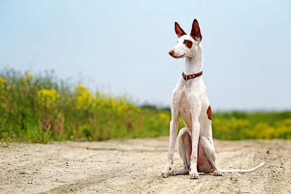 Ибизанская гончая собака — стоковое фото