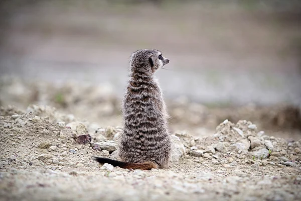 Meerkat senta-se em uma rocha — Fotografia de Stock