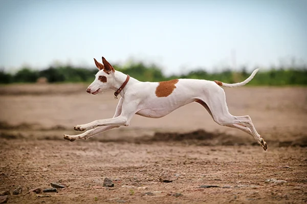 Ibizan 猎犬狗奔跑 — 图库照片