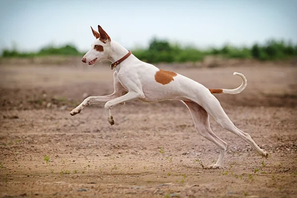 Ibizském hound dog skok — Stock fotografie