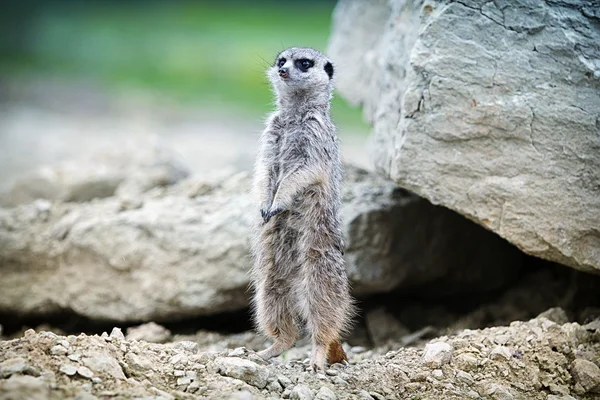 Meerkat está parado sobre una roca — Foto de Stock