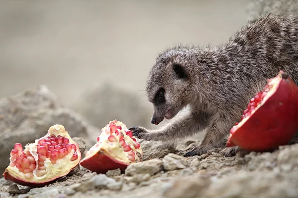 Meerkats eat a pomegranate — Stock Photo, Image