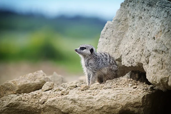 Meerkat zitten op een rots — Stockfoto