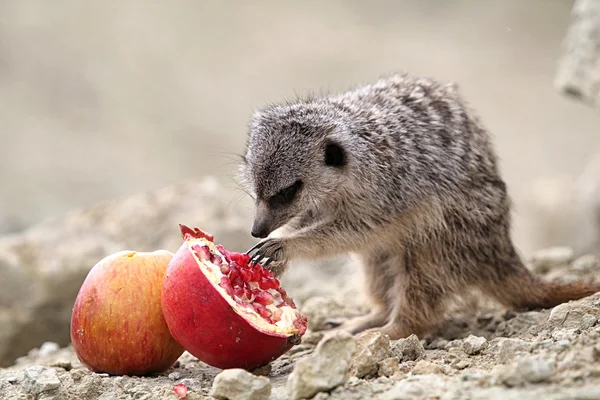 Erdmännchen fressen Granatapfel — Stockfoto