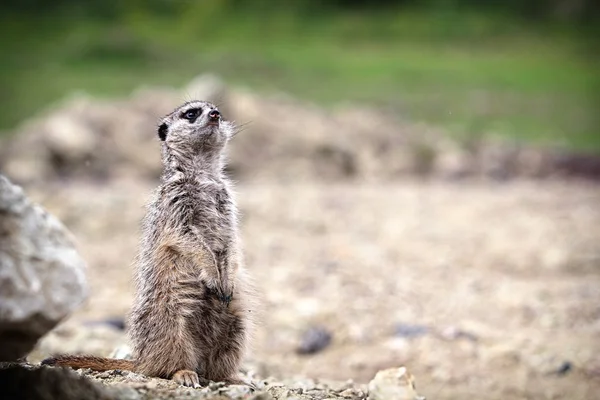 Meerkats — 스톡 사진